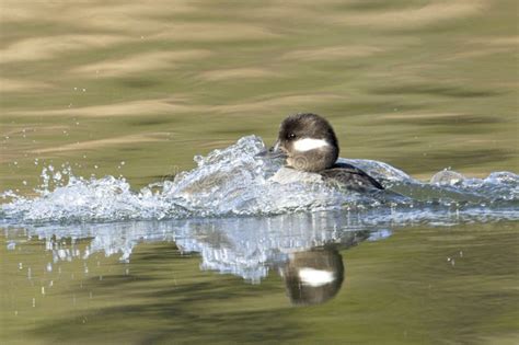 Female Bufflehead Duck Lands In Water Stock Photo Image Of Wildlife