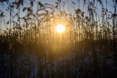 River Grass Field Free Photo On Pixabay Pixabay