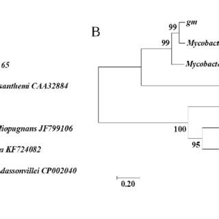 A Phylogenetic Tree Analysis Of Nucleotide Sequences Of Mycobacterium