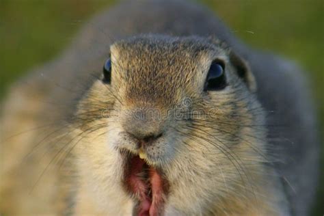 Funny Gopher Face stock photo. Image of ground, animal - 612532