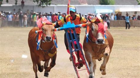 Karapan Sapi Di Pamekasan Jadi Adu Gengsi Tiap Kabupaten Madura