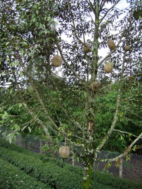 Durian: Fruit Banned From Public Places Because It Smells Like Dirty ...