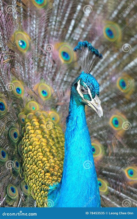 Portrait Of Beautiful Peacock With Feathers Out Stock Image Image Of