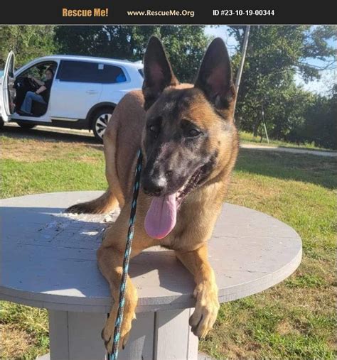 ADOPT 23101900344 Belgian Malinois Rescue Parkton MD