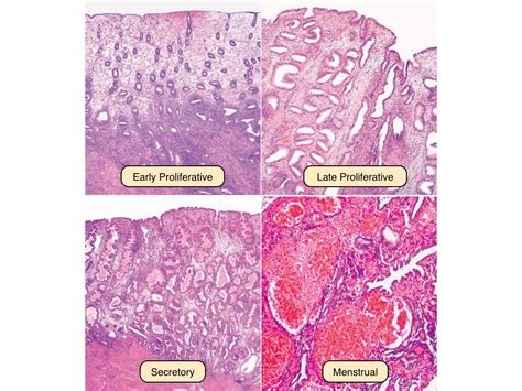 Menstrual Cycle Histology Female Reproductive System Anatomy Female