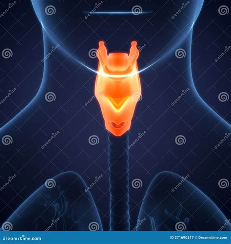 Human Internal Organs Larynx And Pharynx Anatomy Stock Illustration