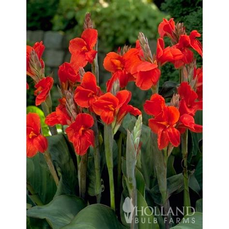 Canna Lily Bulbs - The President Red Canna Rhizomes / Bulbs / Roots (3 ...