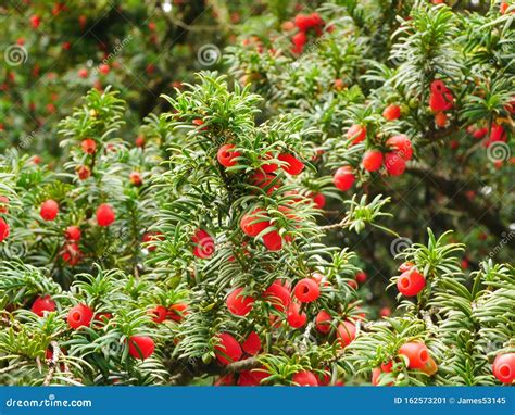 Red Yew Berries Stock Image Image Of Baccata Common 162573201