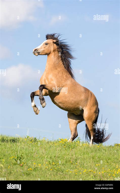 Welsh Pony Section B Dun mare rearing pasture Austria Stock Photo - Alamy