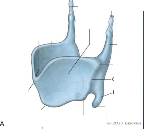 Diagram of 6 - Thyroid Cartilage | Quizlet