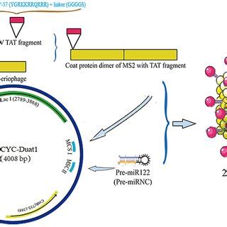 The Flow Chart Of Preparation For MS2 VLPs Used In This Research