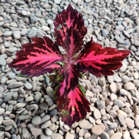 Coleus Stained Glassworks Royalty Babyplant Floraria Secret