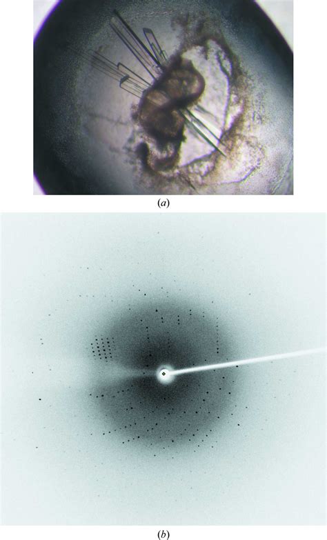 Iucr Expression Purification Crystallization And Preliminary X Ray