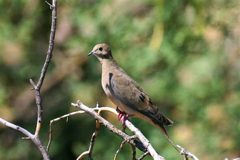 Mourning Dove Birds Of Rosewood Nature Study Area · Inaturalist