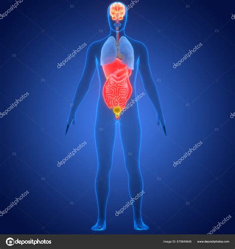 Anatomie Der Inneren Organe Des Menschen Stockfoto © Magicmine 679849646