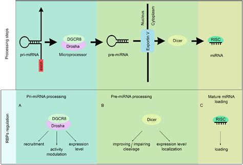 Biomolecules Free Full Text RNA Binding Proteins In The Regulation