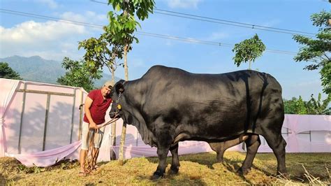 Foto Grandong Sapi Kurban Irfan Hakim Yang Beratnya Ton