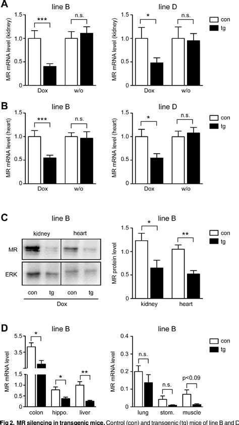 Figure From Inducible Knock Down Of The Mineralocorticoid Receptor In