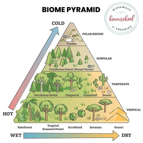 Biomes – Artofit