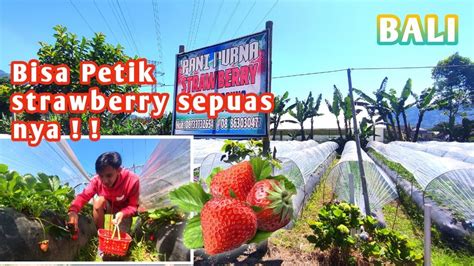 Wisata Kebun Strawberry Bedugul Bali Youtube