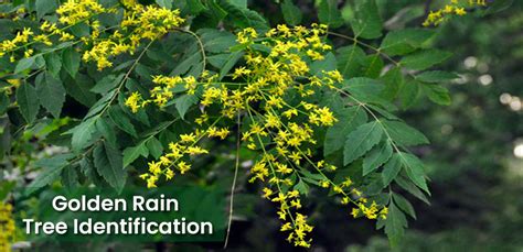 What Does A Golden Rain Tree Look Like Identification Guide