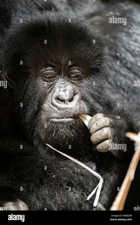 Mountain Gorilla Eating Bamboo Shoots Gorilla Beringei Beringei