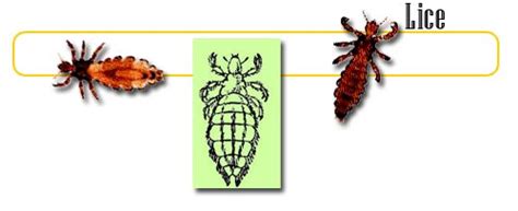 Lice - info and games