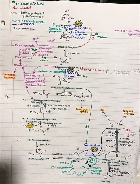 Glycolysis And Gluconeogenesis Pathway