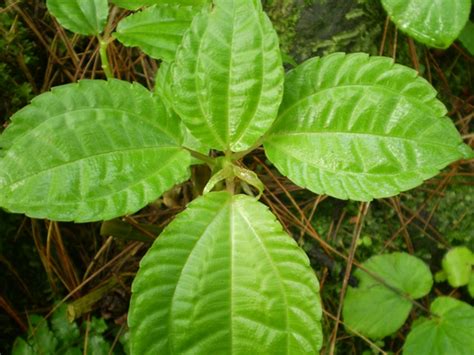 Mengenal Tumbuhan Yang Bermanfaat Di Hutan Pramuka Nusantara 14