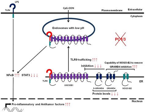 Frontiers The Role Of Proprotein Convertases In The Regulation Of The