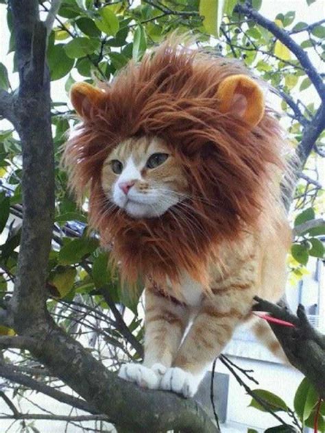 Adorable Cats in Funny Costumes | KLYKER.COM