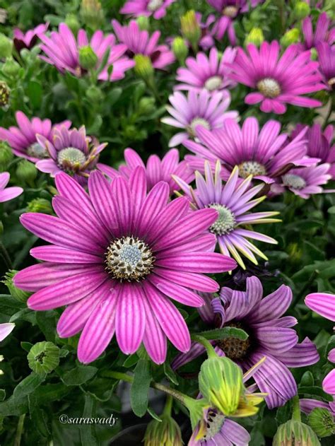 Pingl Par Gloria Mitchell Sur Daisies Zinnias Sunflower