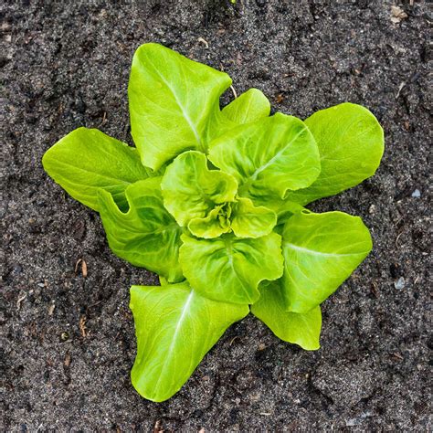 Organic Lettuce Garden Seeds Buttercrunch 4 Oz Non Gmo Heirloom