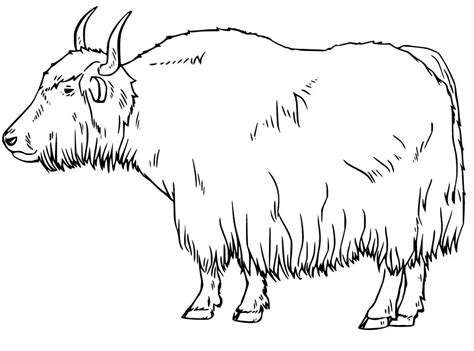 Realistic Yak Coloring Page Free Printable Coloring Pages For Kids