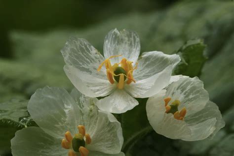 C Mo Cultivar Y Cuidar La Flor Esqueleto Besthome