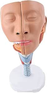 Amazon Co Jp Nasopharyngeal Tracheopharyngeal Anatomy Model Human