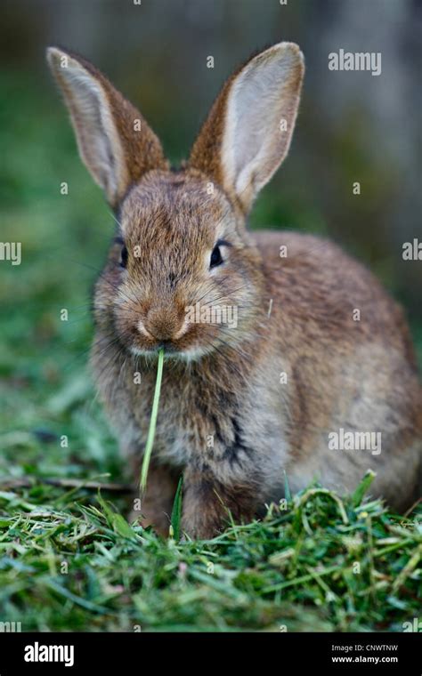 Conejo doméstico Oryctolagus cuniculus f domestica sentada en la