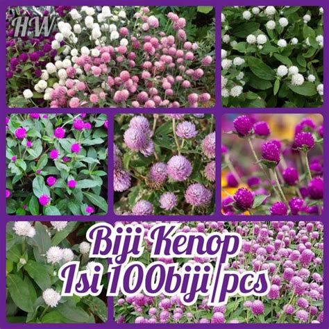 Jual Biji Bunga Kenop Bunga Kancing Mix Isi Pcs Flower Seeds Benih