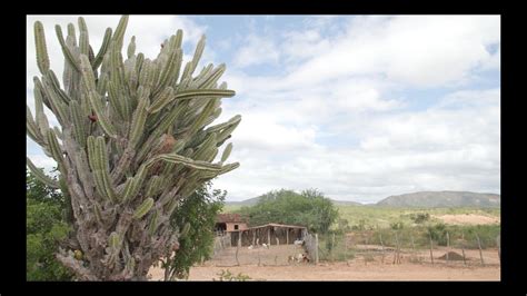 Caatinga Bioma Brasileiro Sob Amea A De Desertifica O Youtube