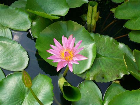 Free Images : water, nature, leaf, round, flower, petal, lake, summer