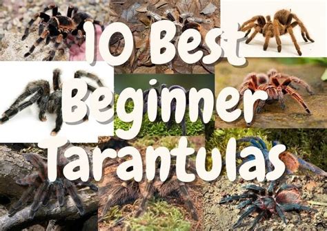 10 Best Beginner Tarantulas A Complete Guide The Pet Savvy Pet