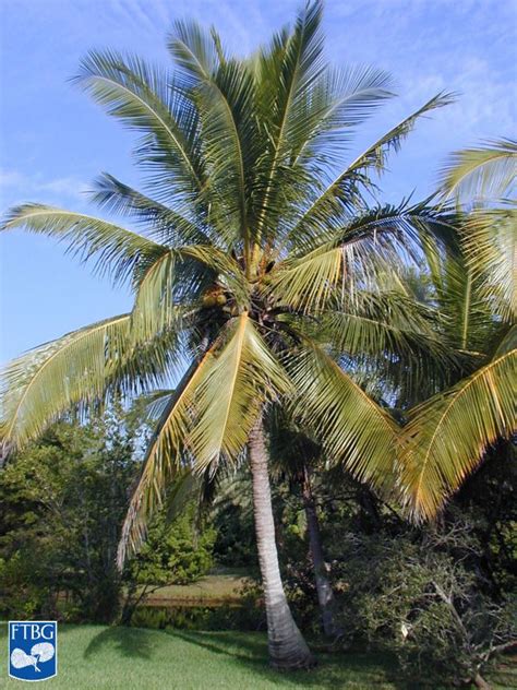 Cocos Nucifera Identifying Commonly Cultivated Palms Palm Trees