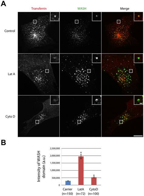 A 3T3 Cells Were Loaded With Fluorescent Transferrin Tf Until