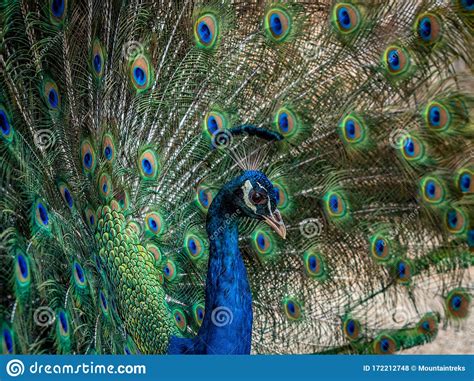 Peacock Indio Pavo Cristatus Muestra Sus Coloridas Plumas Foto De