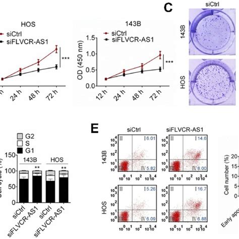 Downregulation Of FLVCR AS1 Inhibited OS Cell Proliferation And