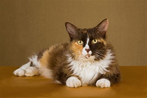 LaPerm Cat Breed: Info, Pictures, Care, Traits & Facts | Hepper