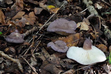 Paarse Pronkridder Calocybe Ionides Waarneming Nl