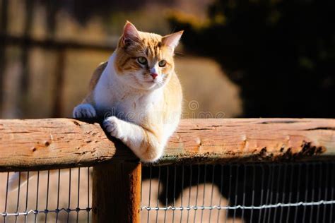 Un Gato De Gato Atigrado Amarillo Que Se Inclina En Un Polo De La Cerca