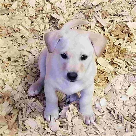 Lab-mix-chihuahua-puppies | Black Labrador Dog