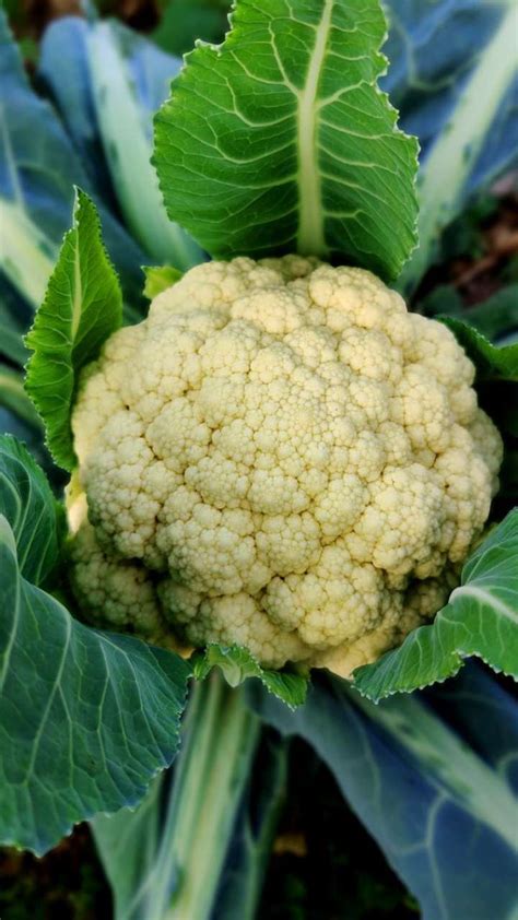 Health Benefits Of Eating Cauliflower Leaves